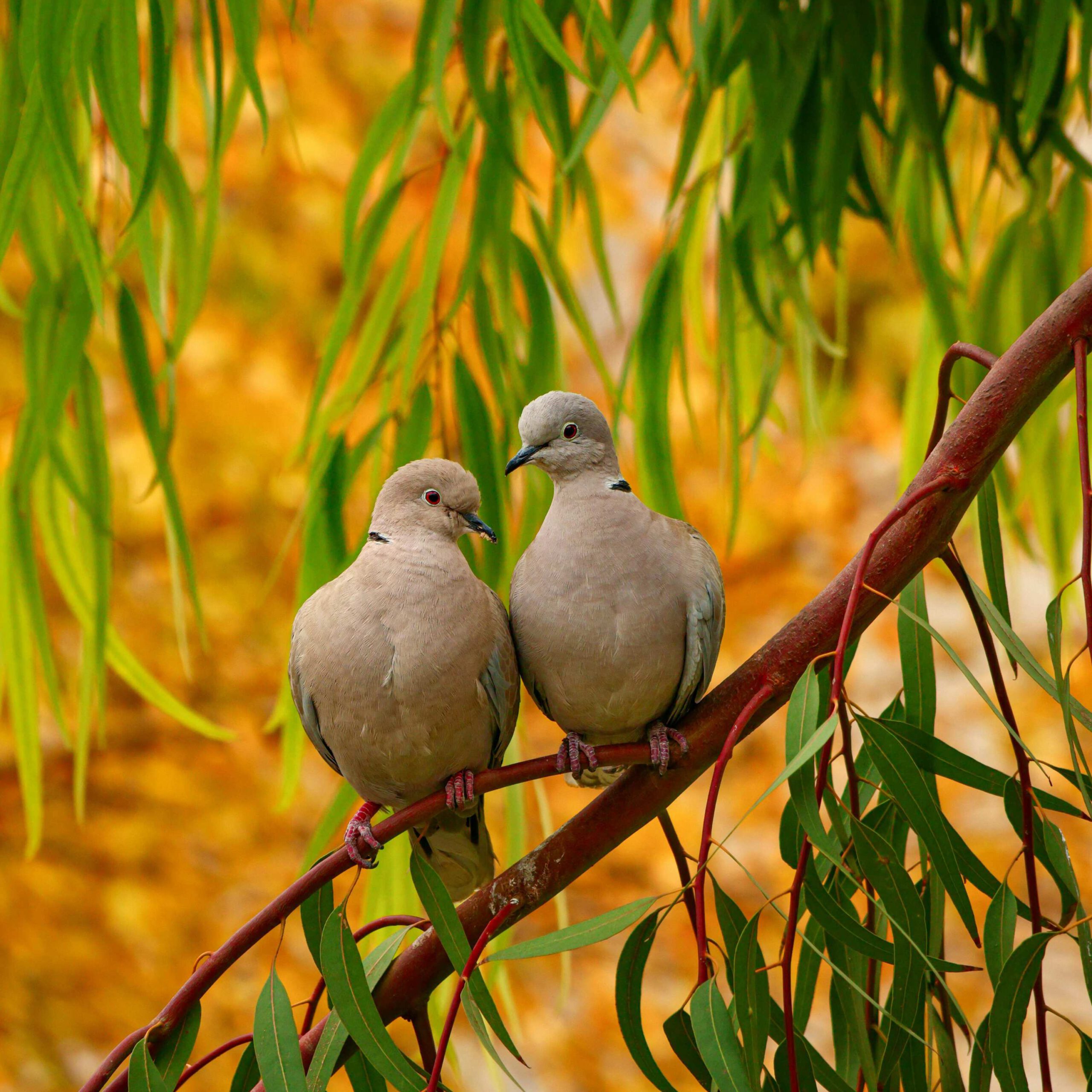 Achtsamkeitscoaching Paare