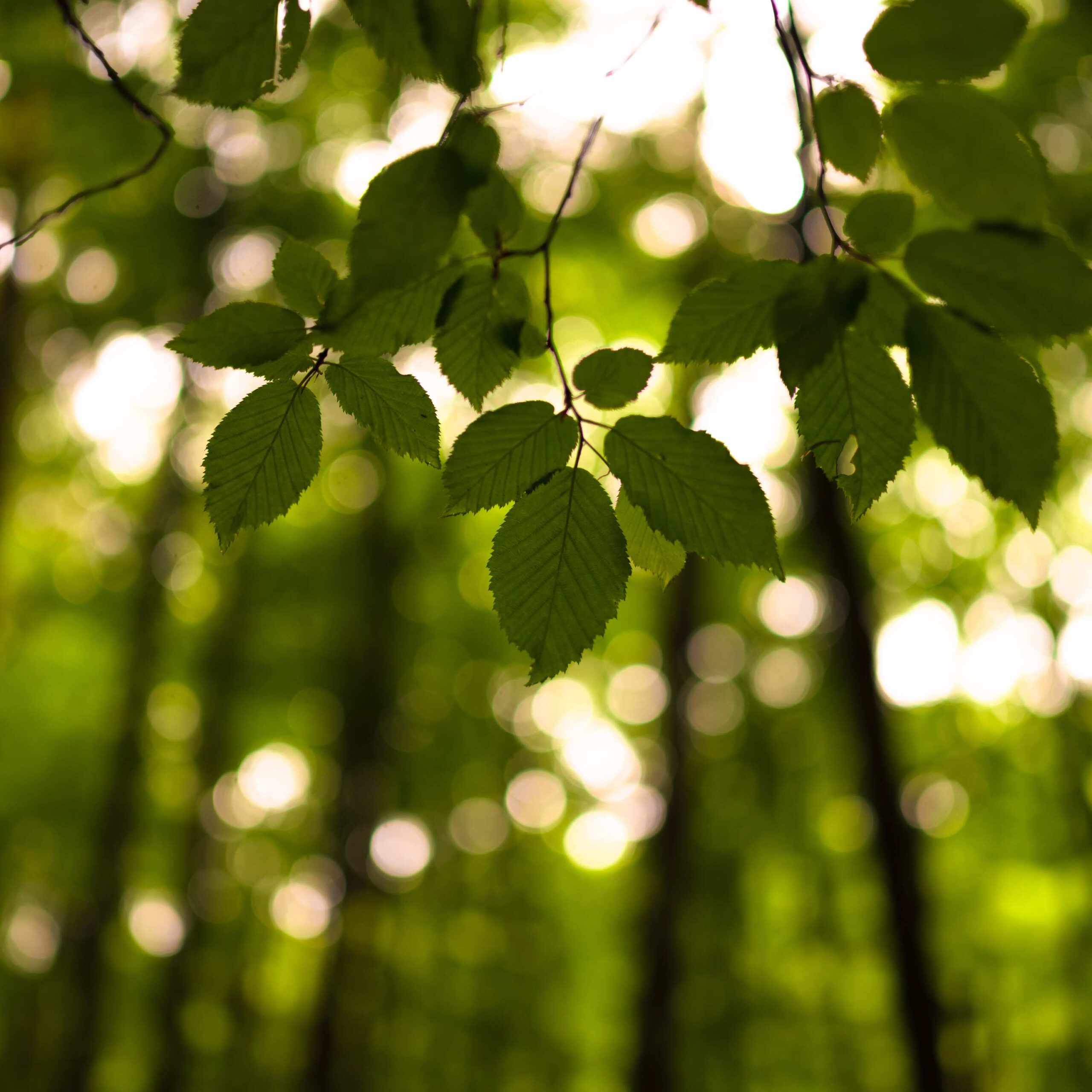 Walking Coaching Freiburg Walking Coaching Freiburg