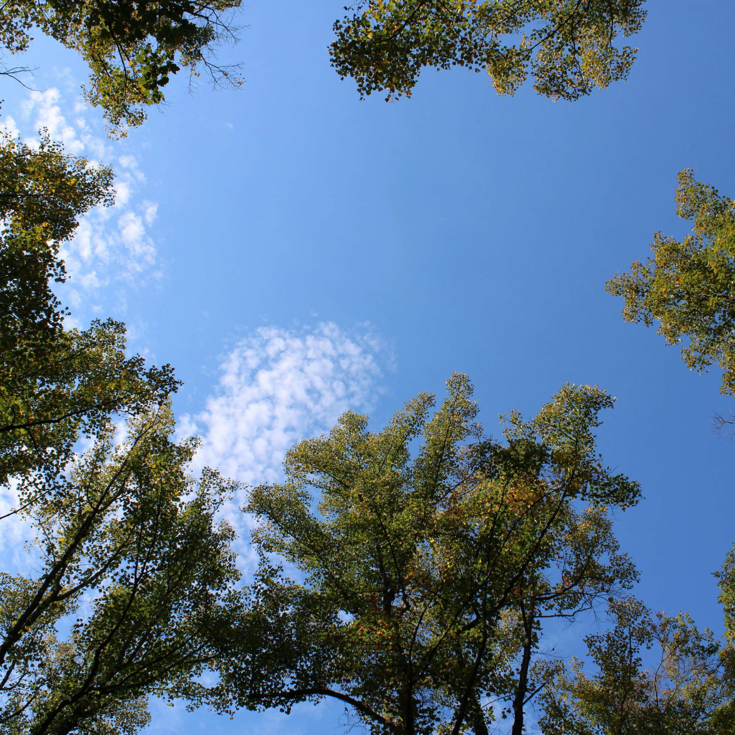 Walking Coaching Freiburg im Breisgau Walking Coaching Freiburg im Breisgau